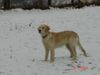 Golden Retriever Hund