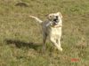 Golden Retriever Hund