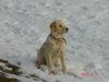 Golden Retriever Hund