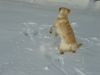 Golden Retriever Hund