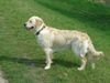 Golden Retriever Hund