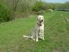 Golden Retriever Hund