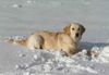 Golden Retriever Hund