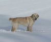 Golden Retriever Hund