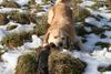 Golden Retriever Hund