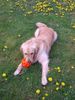 Golden Retriever Hund