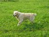 Golden Retriever Hund