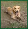 Golden Retriever Hund