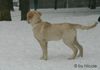 Golden Retriever Hund