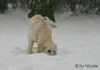 Golden Retriever Hund