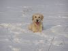 Golden Retriever Hund