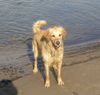 Golden Retriever Hund