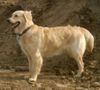 Golden Retriever Hund