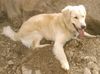 Golden Retriever Hund