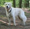 Golden Retriever Hund