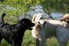 Golden Retriever Hund