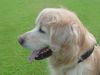 Golden Retriever Hund