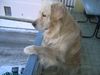 Golden Retriever Hund