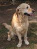 Golden Retriever Hund