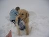 Golden Retriever Hund