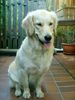 Golden Retriever Hund