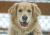 Golden Retriever Hund