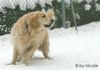 Golden Retriever Hund