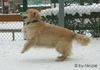 Golden Retriever Hund