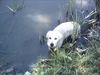 Golden Retriever Hund