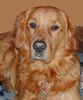 Golden Retriever Hund