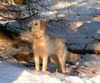 Golden Retriever Hund