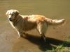 Golden Retriever Hund