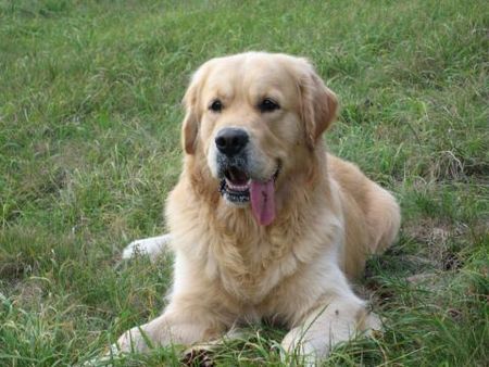 Golden Retriever Billy im Harz