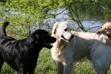 Golden Retriever Begegnungen