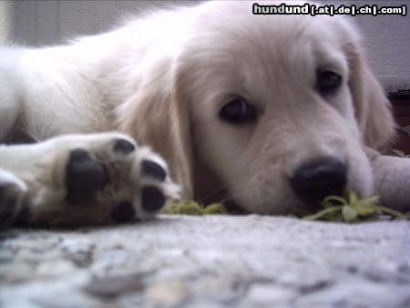 Golden Retriever sweet eyes