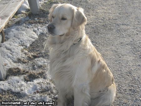 Golden Retriever Sam an seinem 2 Geburtstag