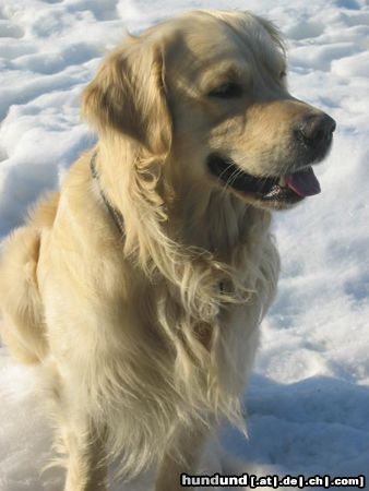 Golden Retriever Sam an seinem 2 Geburtstag