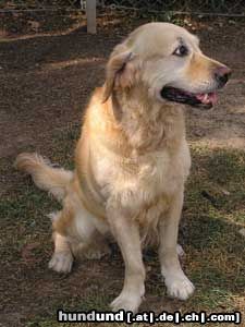 Golden Retriever Samira