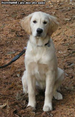 Golden Retriever Kerry im Wald