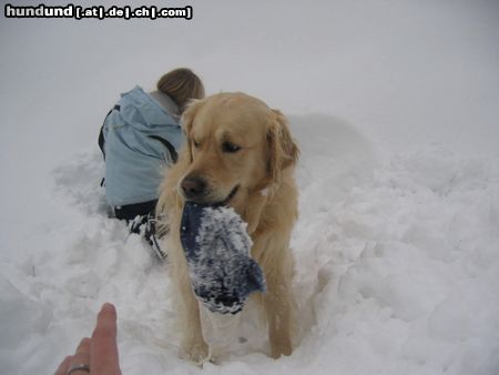 Golden Retriever Sam der Mützendieb