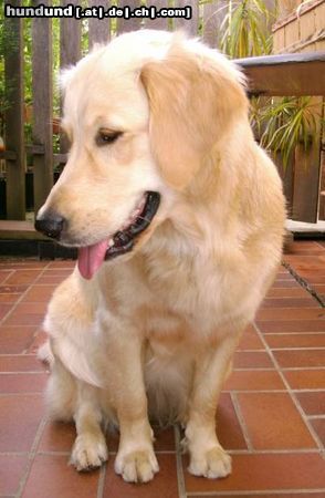 Golden Retriever Cora - 1 Jahr