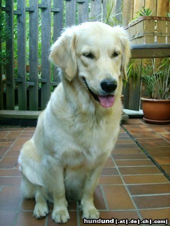 Golden Retriever Cora - 1 Jahr