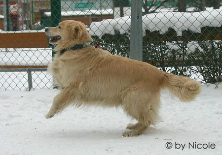 Golden Retriever shila_6