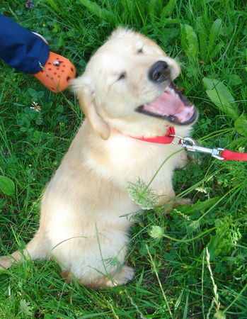 Golden Retriever Simba vom Salzkammergut