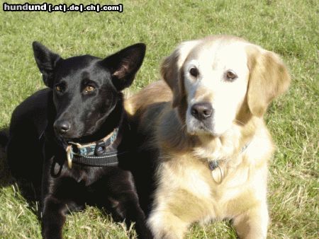 Golden Retriever Tara & Sina