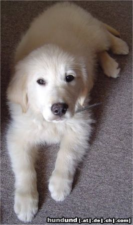 Golden Retriever Spike, 12 Wochen alt