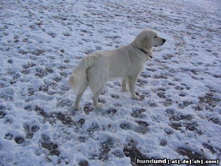 Golden Retriever Rebekka steht