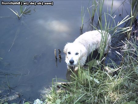 Golden Retriever teddy als wasserratte