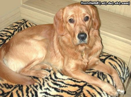 Golden Retriever Topas 1.Geburtstag 