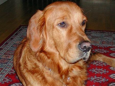 Golden Retriever Topas 3. Geburtstag